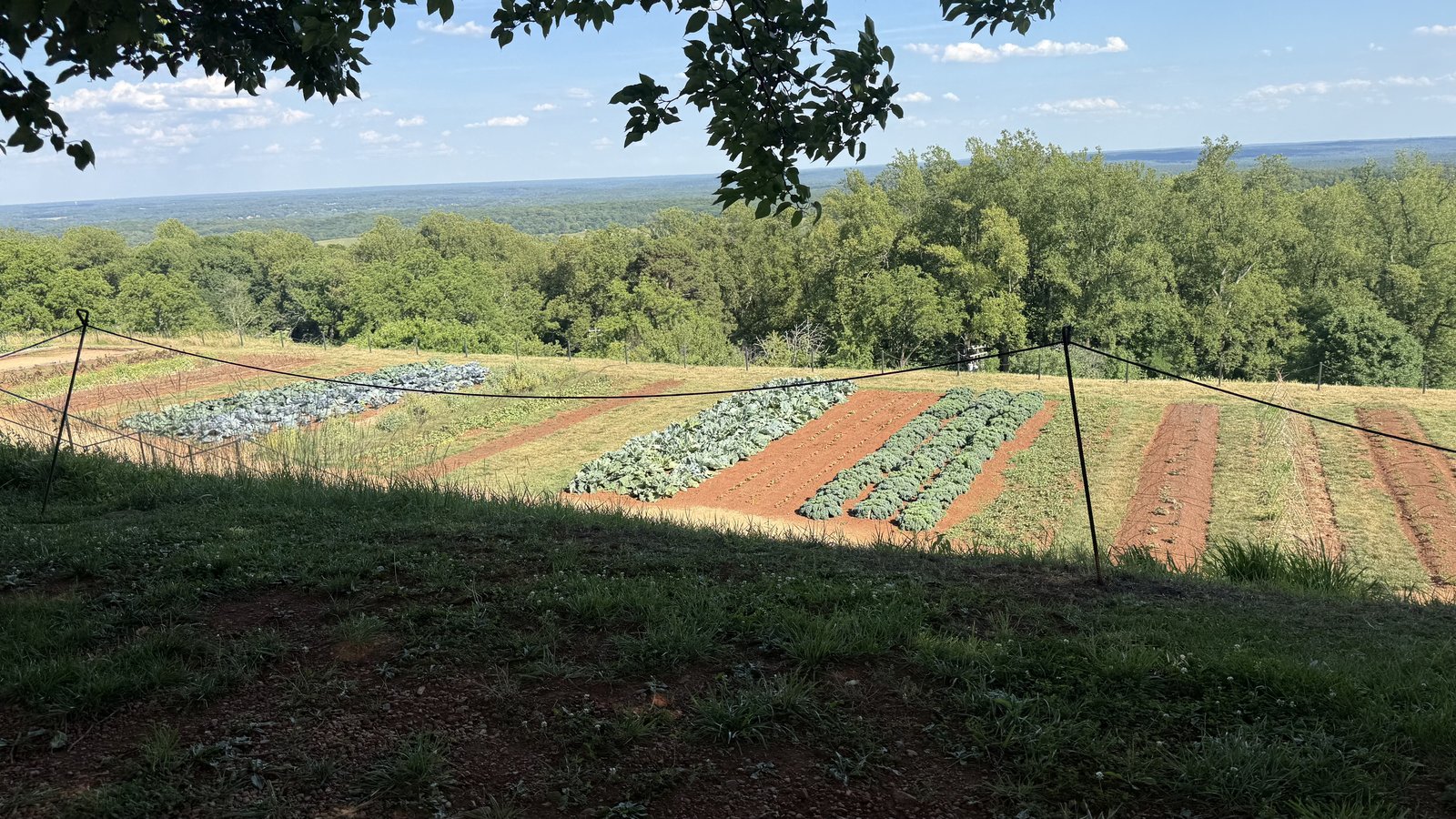Monticello's terraced vegetable garden on the mountaintop, with the Virginia countryside beyond