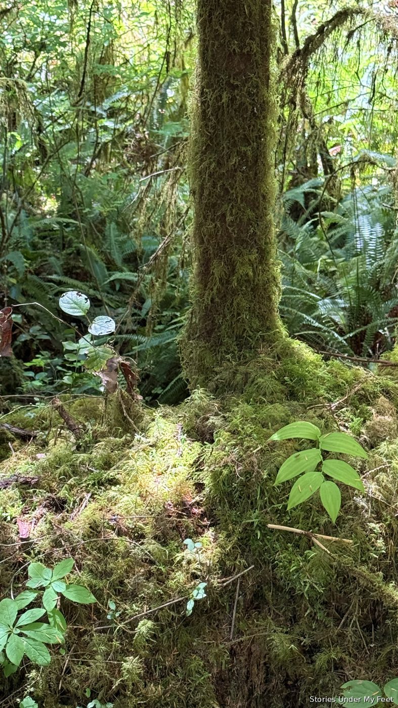 Olympic National Park