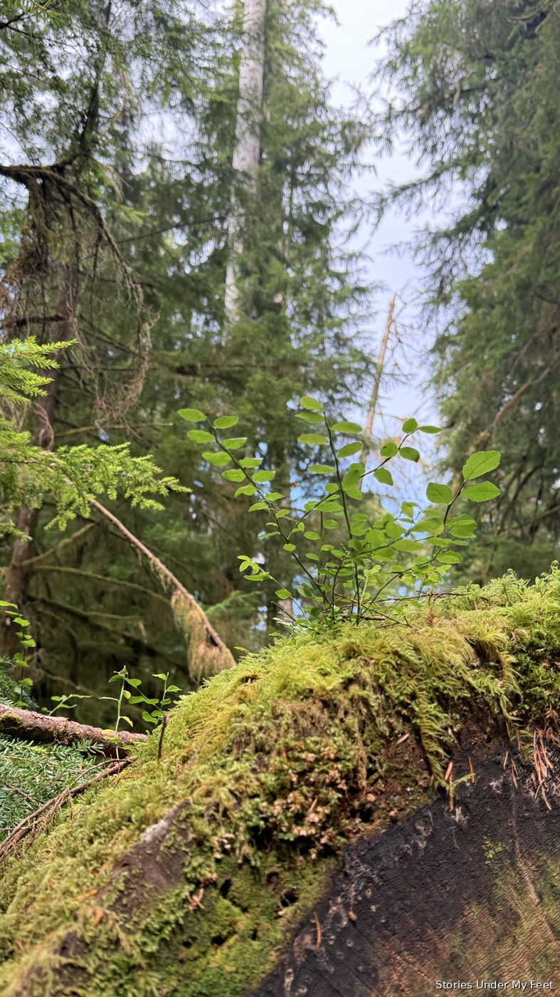 Olympic National Park