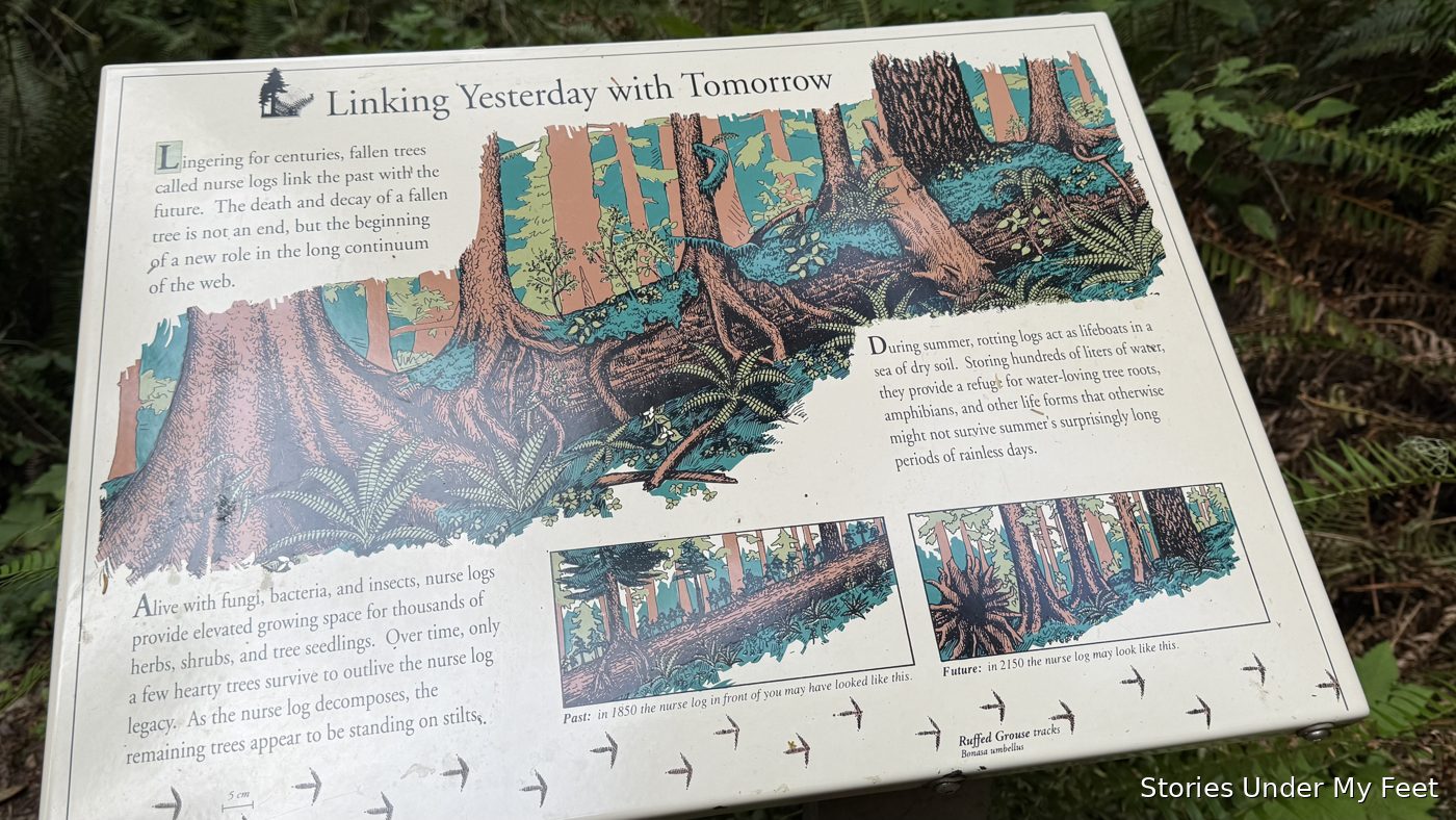 The "Linking Yesterday with Tomorrow" interpretive sign about nurse logs in the rainforest